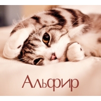 Альфир на открытке с котенком