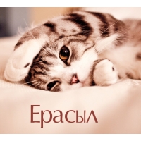 Ерасыл на открытке с котенком