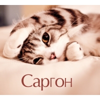 Саргон на открытке с котенком