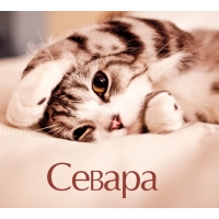 Севара на открытке с котенком
