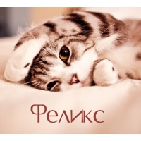 Феликс на открытке с котенком
