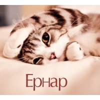 Ернар на открытке с котенком