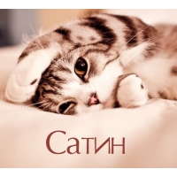 Сатин на открытке с котенком