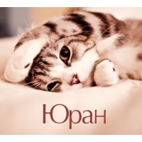 Юран на открытке с котенком